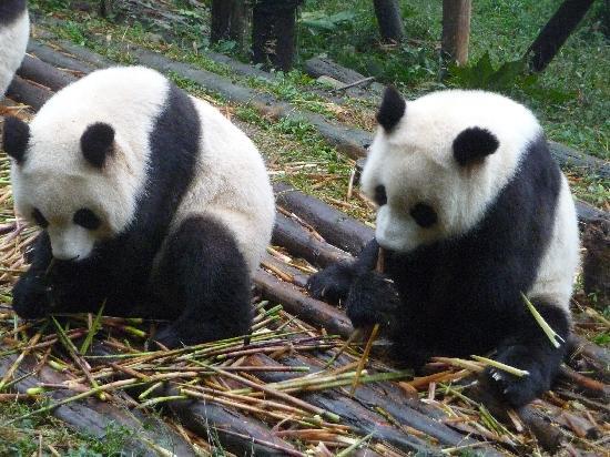 chengdu-where-the-pandas
